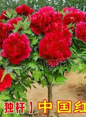 正宗观赏独杆牡丹花树直杆牡丹树形牡丹大花重瓣牡丹庭院种植