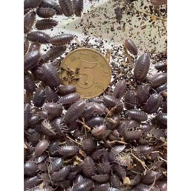 包活鼠妇虫潮虫西瓜虫鼠球湿湿虫活体昆虫爬虫生物观察套餐爬宠