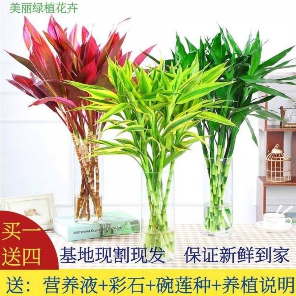 富贵竹花水培水养花卉绿植紫朱焦金边竹室内盆栽净化空气