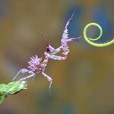 螳螂兰花螳螂幽灵螳螂螳螂大刀螳螂刺花螳螂广斧螳螂螳螂活体宠物
