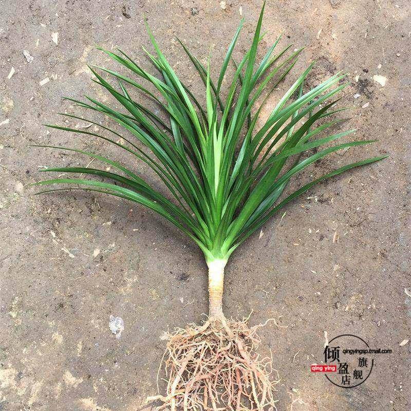 龙须树盆栽龙血树树苗花卉绿植盆栽单多头植物龙须木盆栽客厅绿植图片