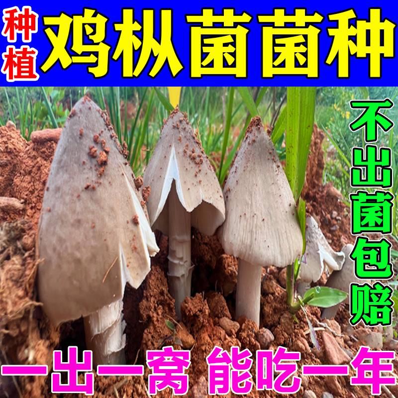 鸡枞菌菌种种植包野生菌懒人种植蘑菇云南黑鸡枞菌四季高产可食用