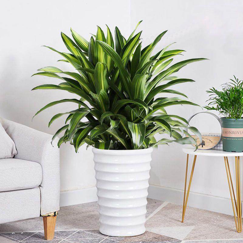 金心也门铁组合盆栽巴西铁室内会议室前台耐阴绿植净化空气吸甲醛