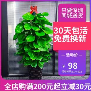 深圳大叶绿萝柱适合客厅办公室内吸甲醛净化空气植物盆栽新品 促销