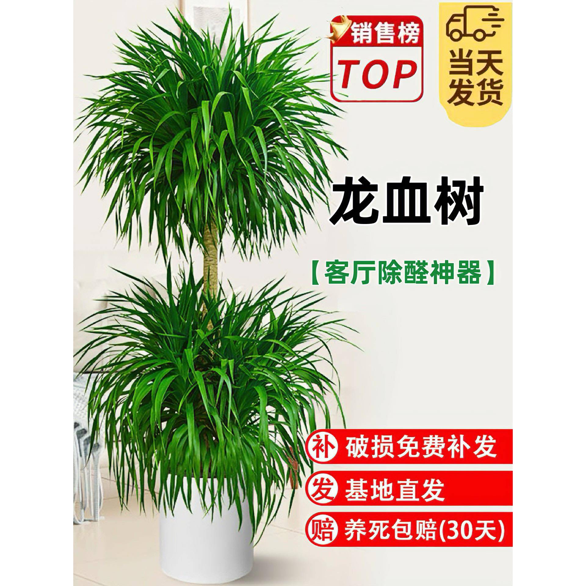 龙血树客厅绿植多头龙须树龙铁树客厅绿植室内大型龙血树网红盆景