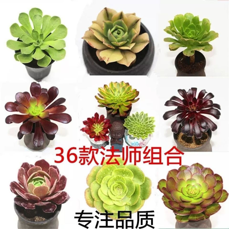 多肉法师新手单头组合花卉盆栽绿植铜壶灿烂圆叶万圣节黑法师套餐