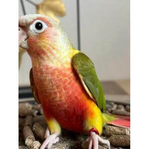 小太阳鹦鹉活鸟会说话手养亲人凤梨黄边肉桂小鸟宠物鸟类半毛雏鸟