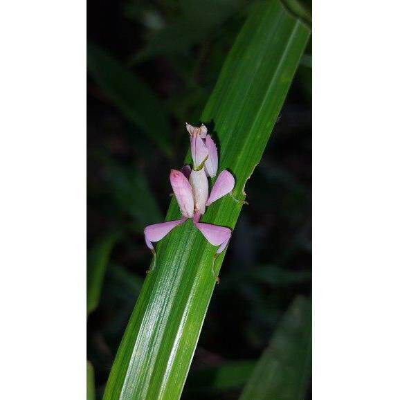 兰花螳螂宠物昆虫活体螳螂桌面宠物螳螂昆虫摄影另类宠物