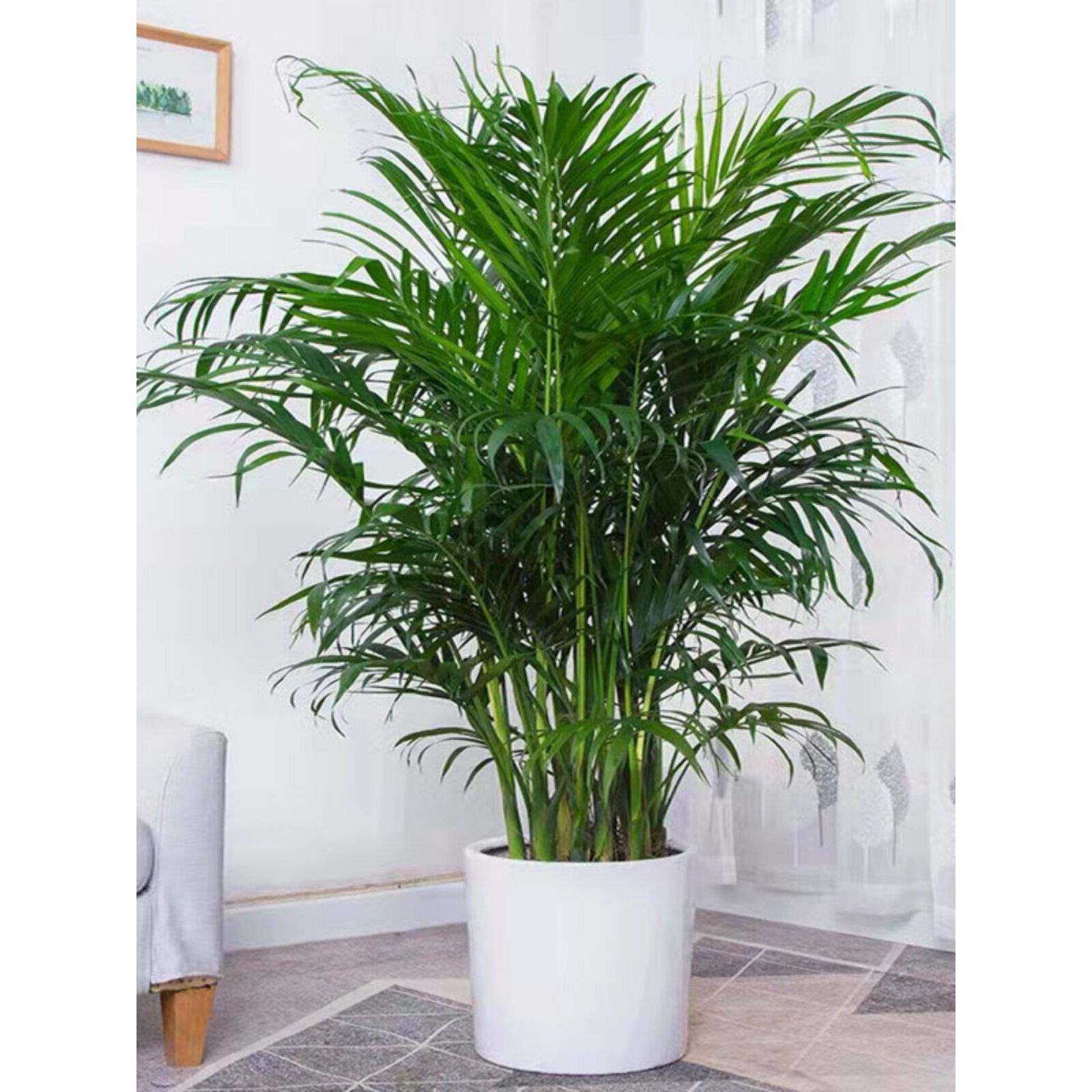 富贵椰子袖珍椰子散尾葵盆栽植物凤尾竹大型绿植夏威夷竹子盆栽