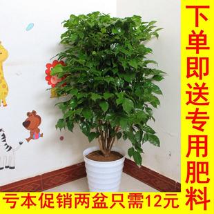 平安树幸福树盆栽大型绿植花卉树苗小盆栽室内客厅办公室植物盆景