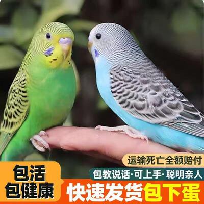 能教说话虎皮鹦鹉活鸟宠物活物家养小鸟纯手养亲人一对非玄凤牡丹