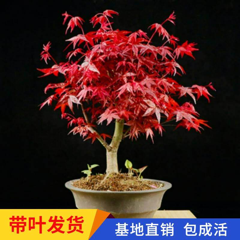 日本红枫盆景红舞姬黄金枫出星星约旦橙之梦客厅阳台矮化盆栽花卉