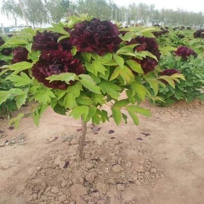 独杆树桩牡丹大苗树苗菏泽正宗观赏重瓣花苗盆栽庭院别墅名贵花卉