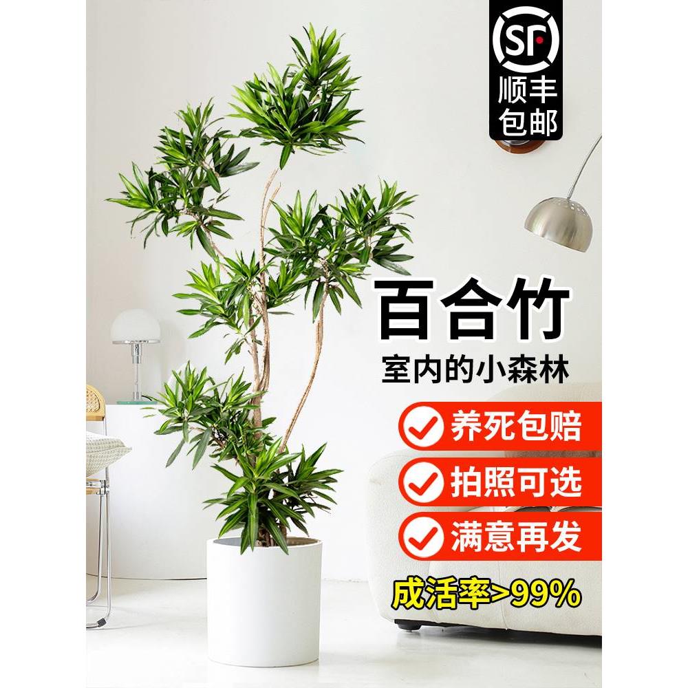 百合竹客厅真绿植室内落地式旺宅大型盆栽植物真花金心百合树真树