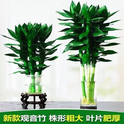 文昌竹4支大叶带根富贵竹水培植物室内水养粗大客厅绿植土培盆栽