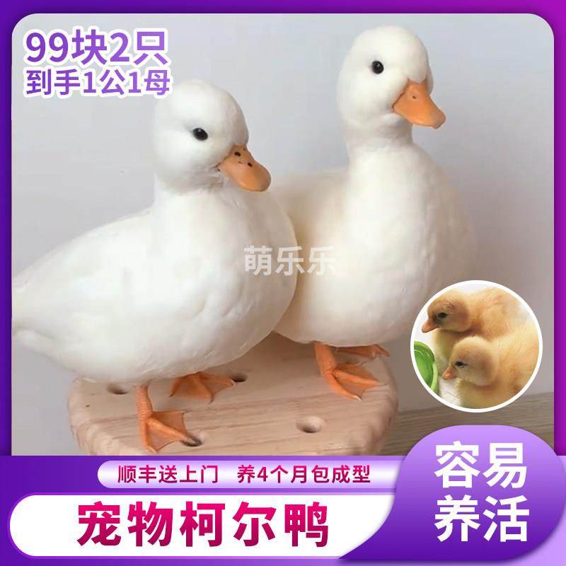 柯尔鸭活宠物柯尔鸭纯种正宗可达鸭活苗小黄鸭子活的科尔鸭小幼苗,宠物/宠物食品及用品,宠物鸭,淘宝优惠券,粉丝福利购,淘宝优惠卷