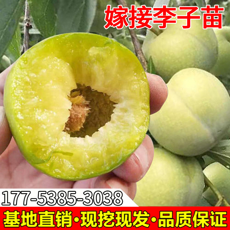 三华李子树苗蜂糖李子苗西梅苗嫁接南方北方种植果树果苗当年结果