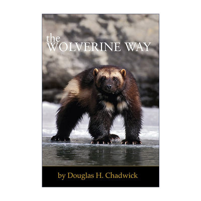 英文原版 The Wolverine Way 貂熊之路 全球变暖 野生动物保护 Douglas H. Chadwick 英文版 进口英语原版书籍