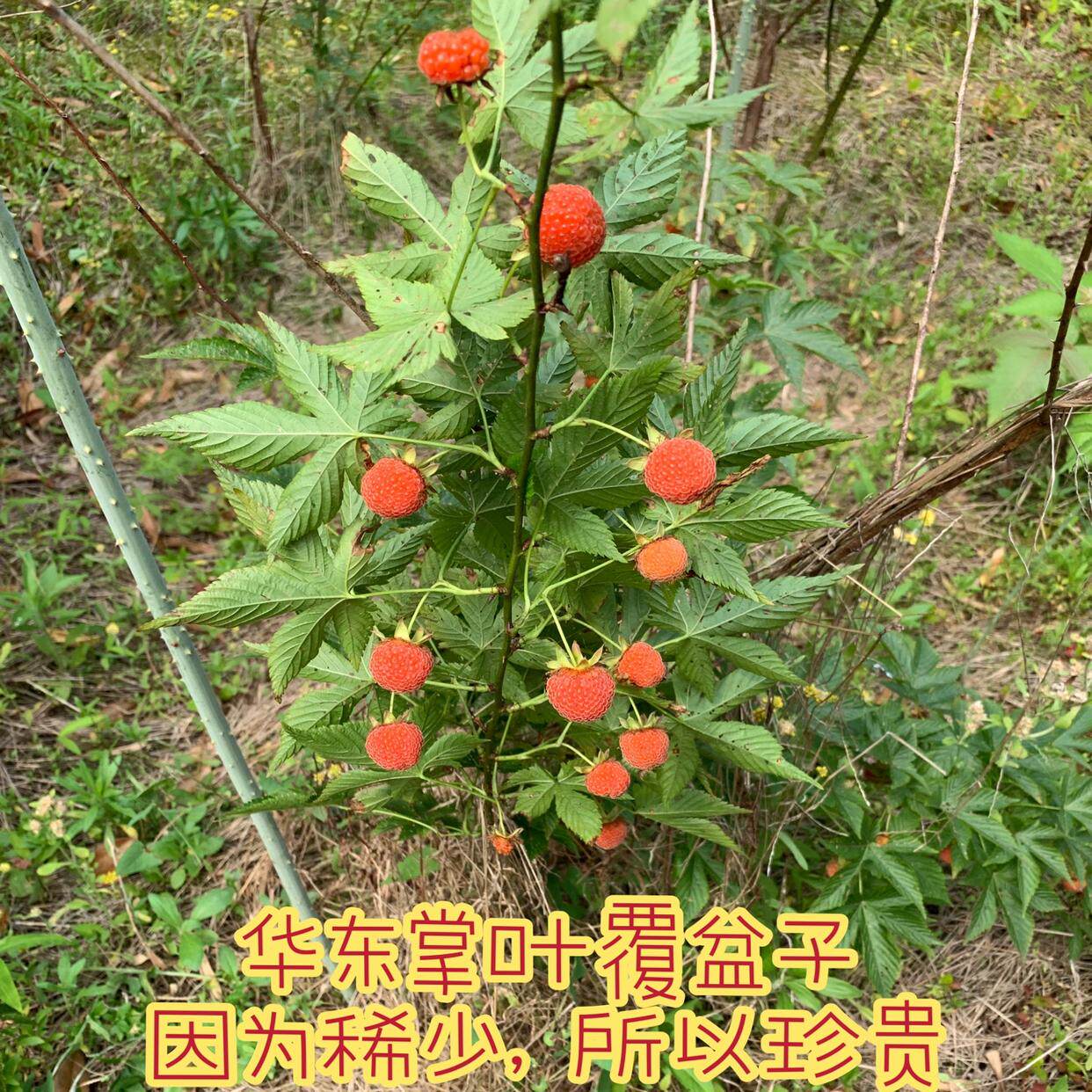 浙江华东药用掌叶覆盆子 悬钩子 大果角公 大号红树莓