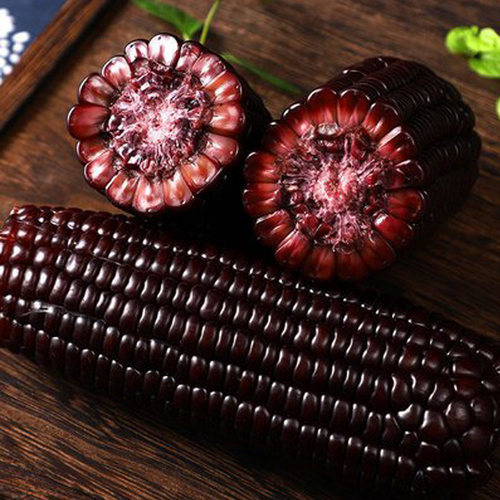 2025年新鲜采摘香甜软糯黑糯玉米