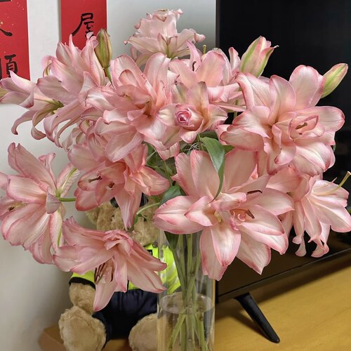 【布朗尼百合】云南基地直发鲜切花吸色百合