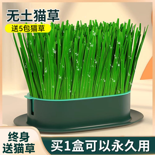 无土水培猫草盆栽终身送猫草种子