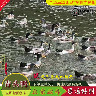大埔客家特产青头土鸭子梅州正宗青头鬼生鲜农村山塘农家放养整鸭