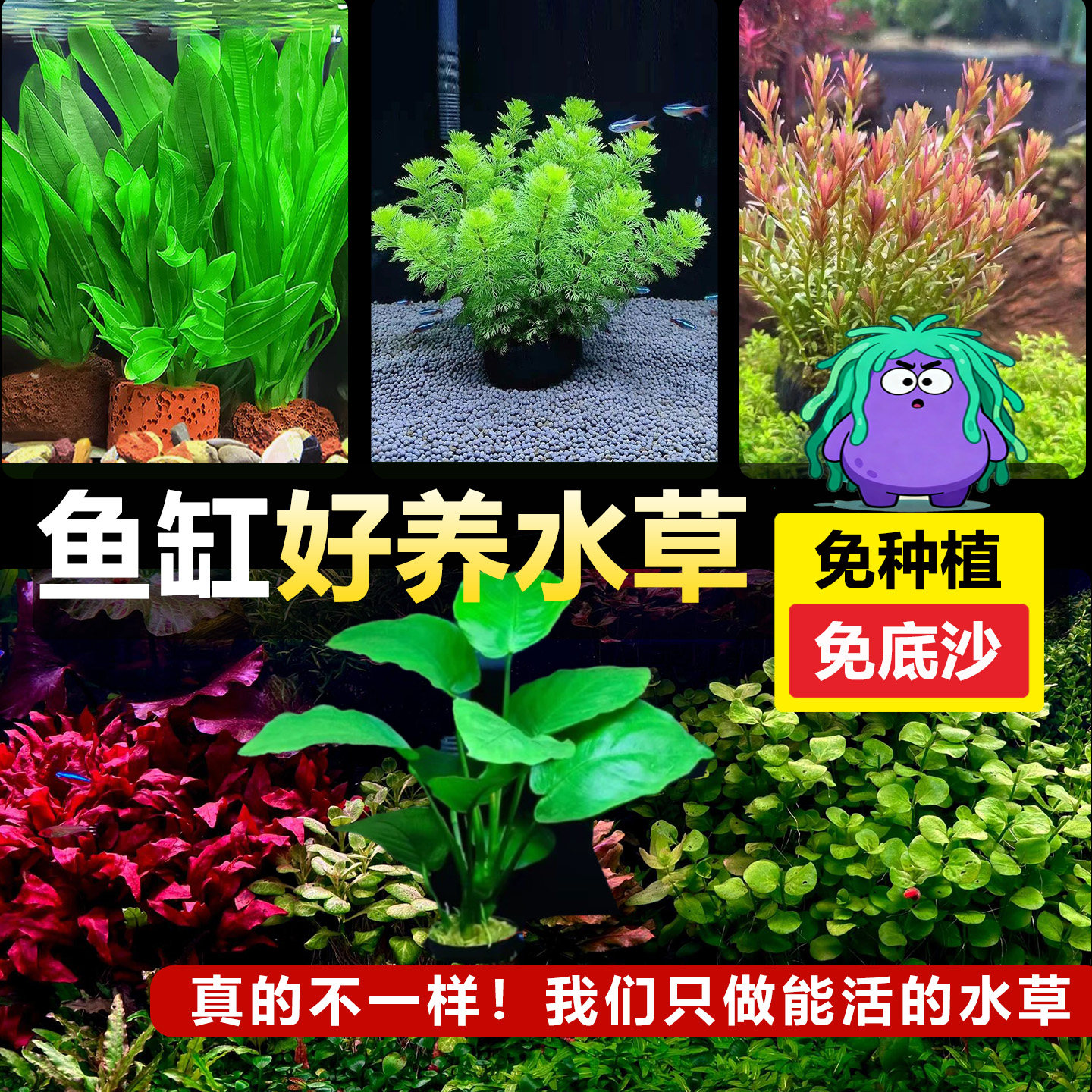水草植物鱼缸真草造景生态全套摆件养鱼增氧铺底阴性水培净化绿菊