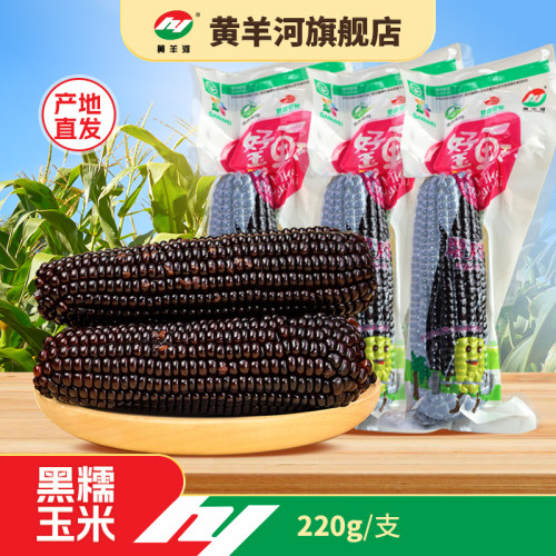甘肃黄羊河黑糯玉米棒特产