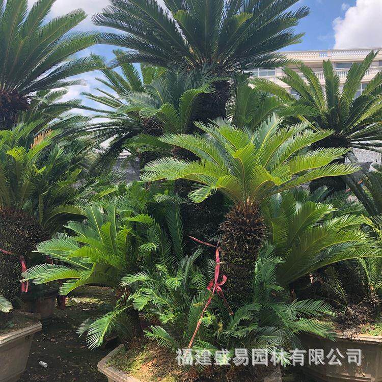 多头铁树盆景 丛生铁树 大铁树基地  造型铁树盆景 铁树价格