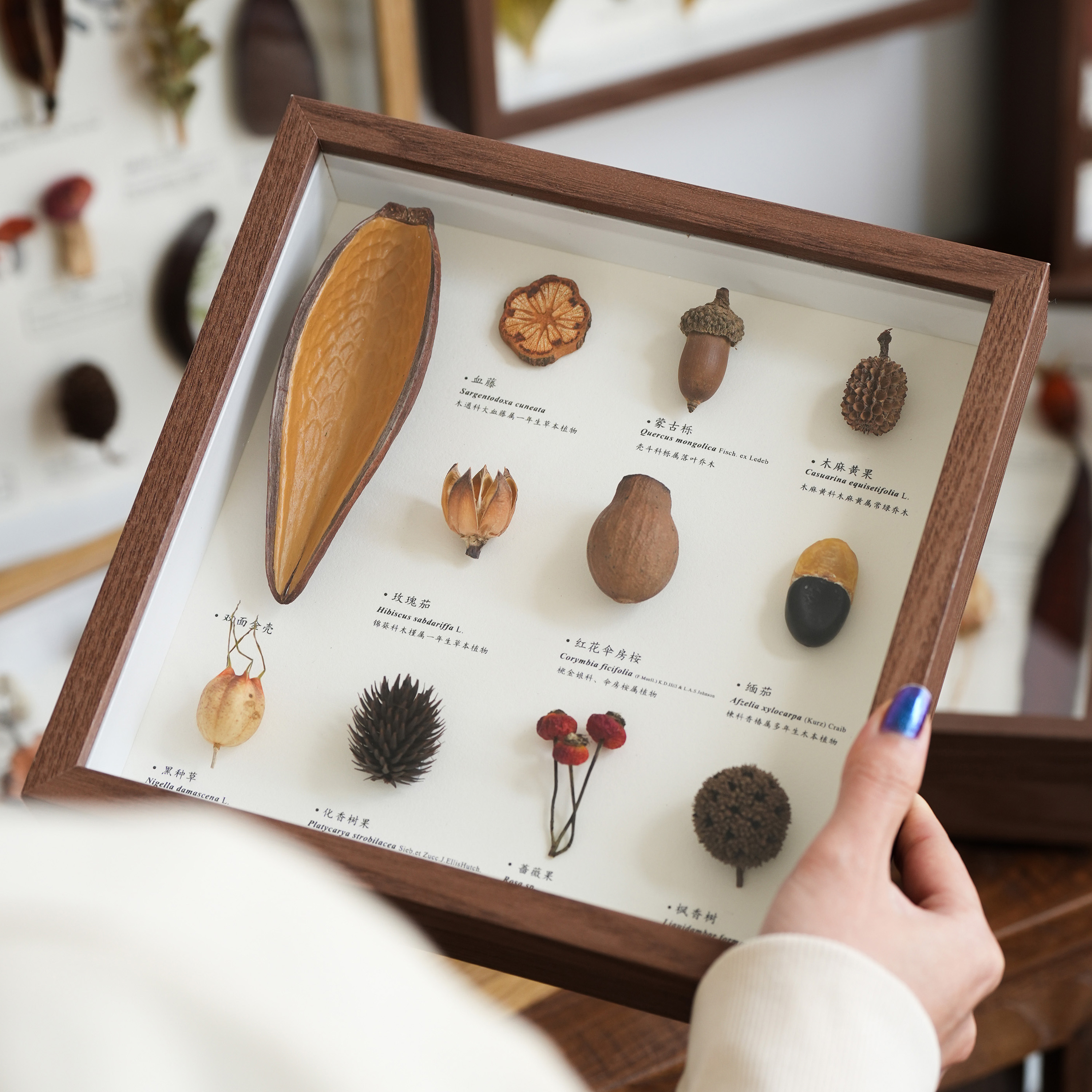 植物种子标本相框中古风装饰摆件创意装饰品好物