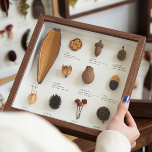 植物种子标本干花相框装饰挂画摆件田园中古风家居装饰品创意好物