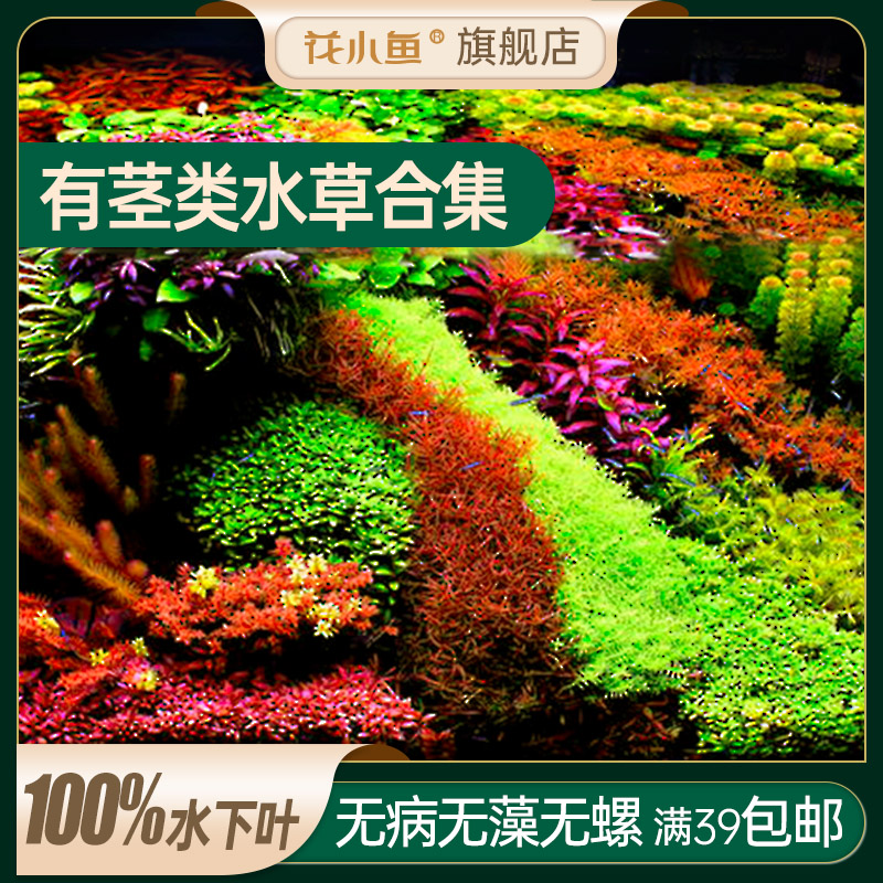 小鱼有茎类合集夕烧百叶