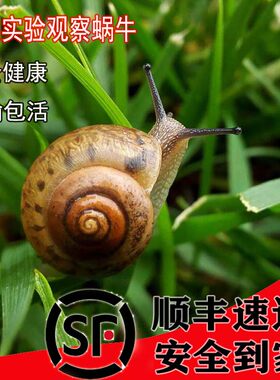 中通速运蜗牛活体学生科普课宠物蜗牛幼儿园观察田园灰巴小蜗牛