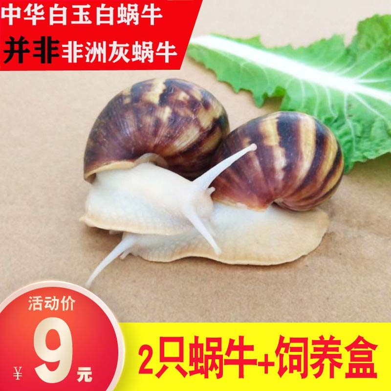 中华白玉蜗牛活体宠物学生科学实验观察大蜗牛套餐儿童家蜗牛