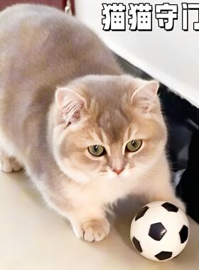 猫狗自嗨耐磨耐咬足球玩具