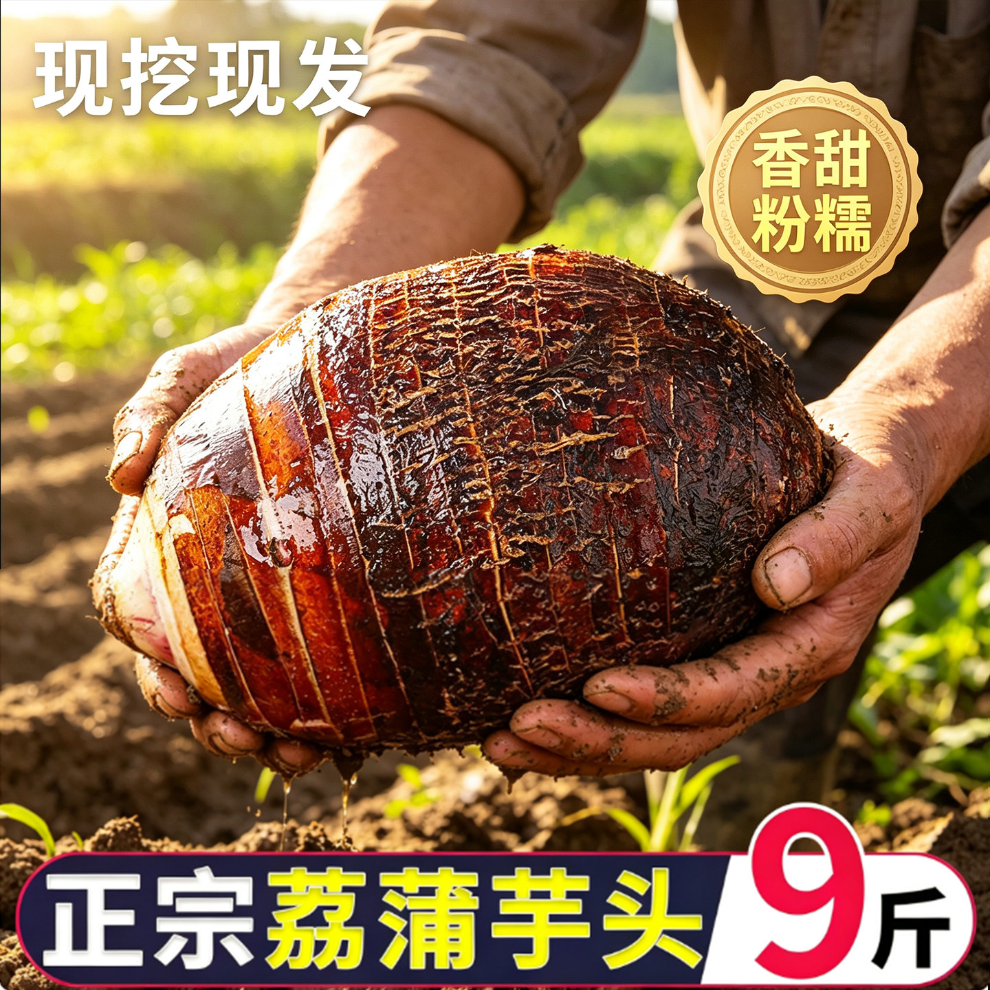 广西正宗荔浦芋头新鲜整箱现挖