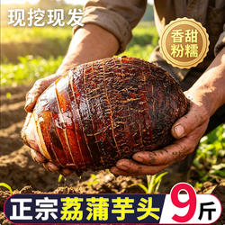 广西正宗荔浦芋头新鲜10整箱现挖粉香芋特产槟榔芋紫藤大毛芋头斤
