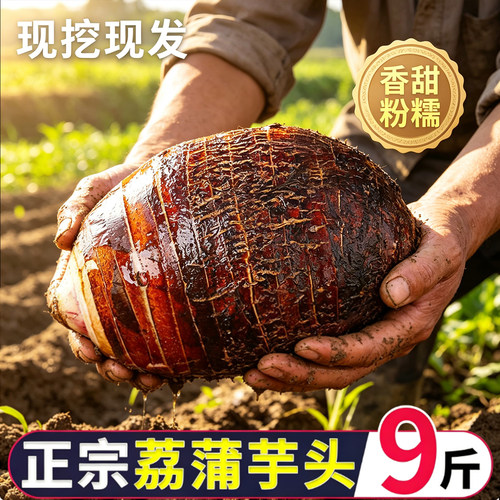 广西正宗荔浦芋头新鲜整箱现挖
