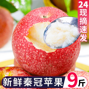 陕西秦冠粉面苹果新鲜水果非花牛蛇整箱孕妇老人沙甜宝宝辅食萍果
