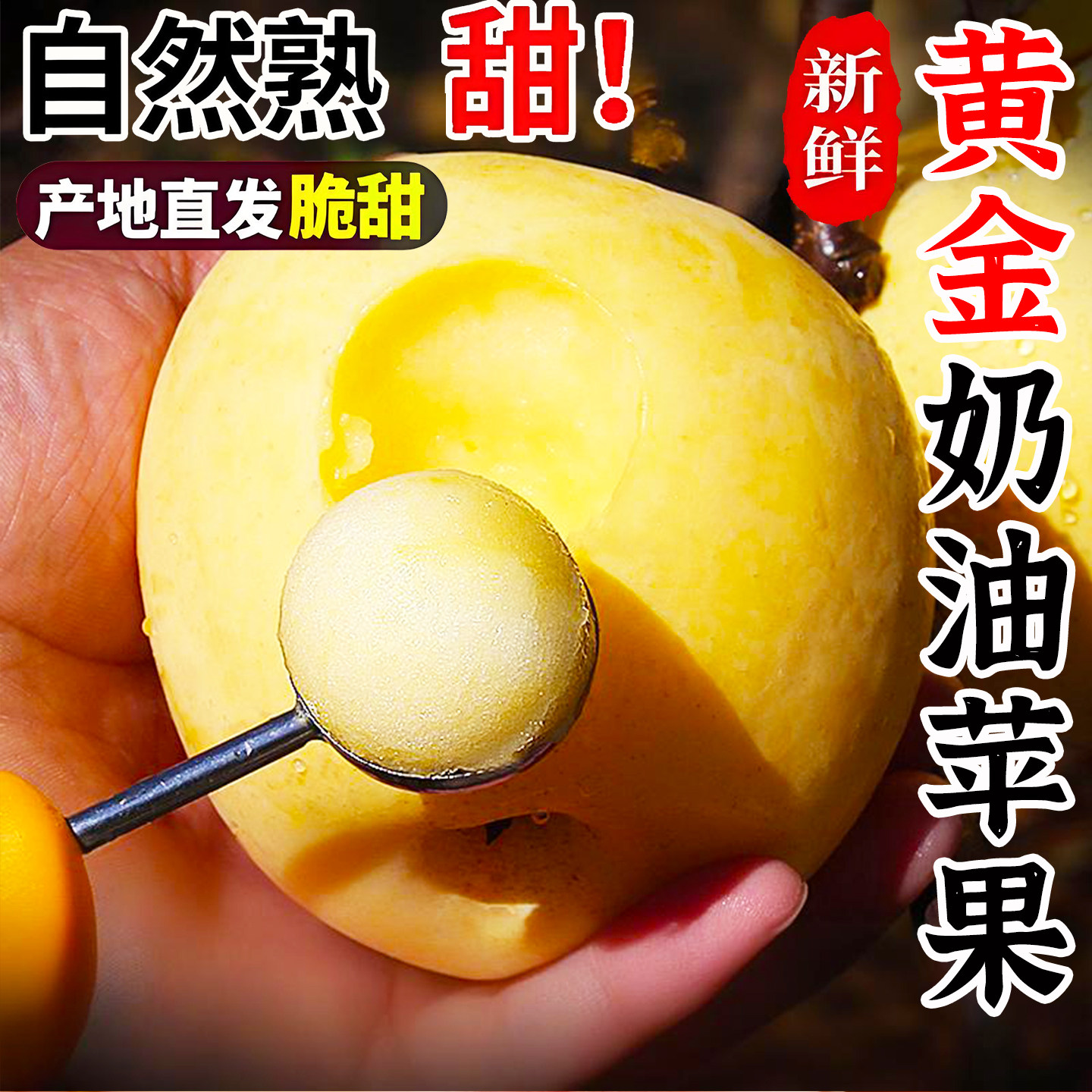 山东烟台奶油富士苹果脆甜现摘