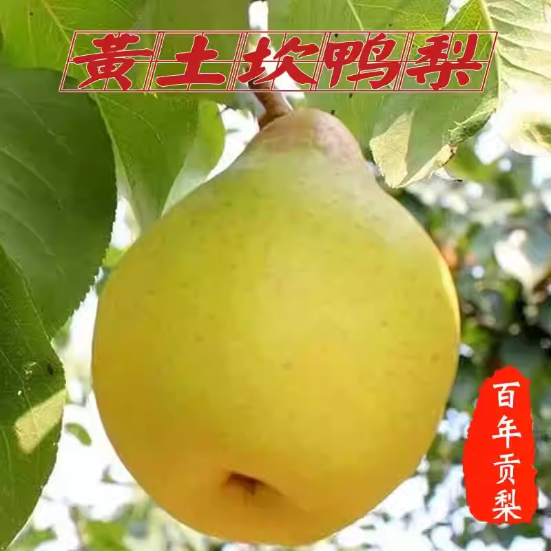 正宗黄土坎麦饭石鸭梨