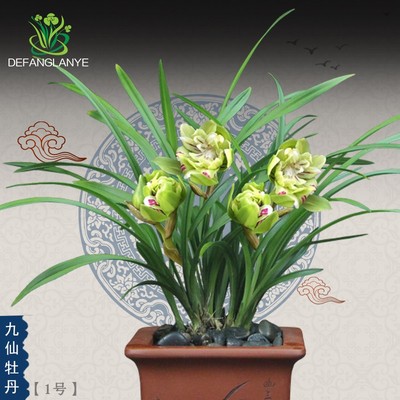 兰花苗春兰名品九仙牡p丹浓香四季好养室内花卉绿植物盆栽墨兰盆