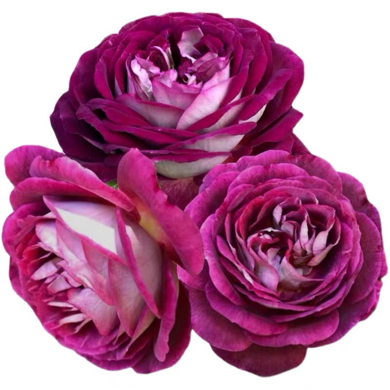 哈德斯菲尔德i合唱团丰花月季大花浓香四季开花灌木盆栽苗