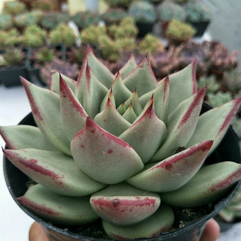 血罗多肉罗密欧库苏进口防辐射多肉植物东云系Q肉盆栽花卉组合肉