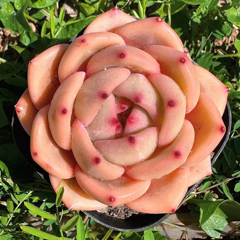 慢悠花房白e羊座精品多肉办公室阳台绿植园艺盆栽花卉庭院多肉