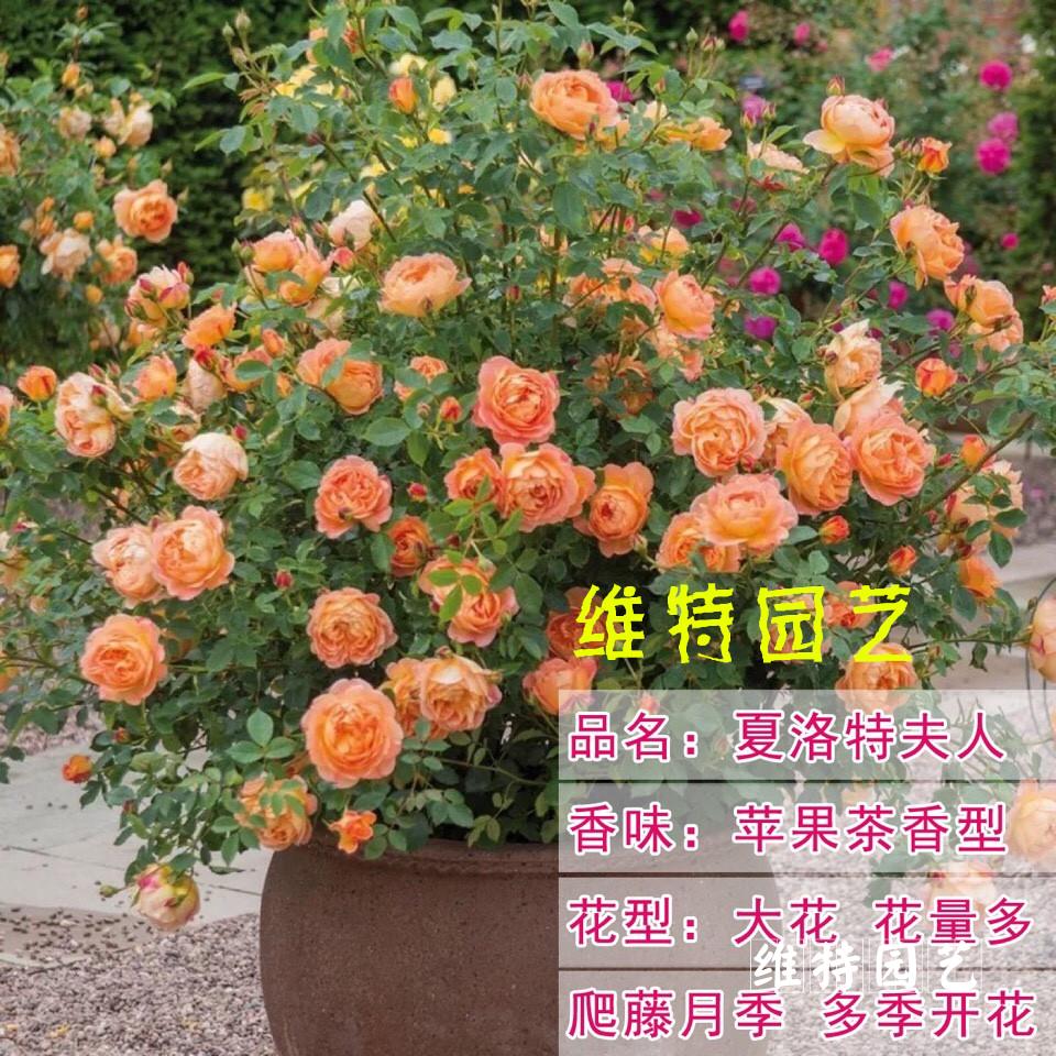欧月爬藤庭院植物 藤本月季花苗扦插 绿植盆栽花卉V 玫瑰 蔷薇苗