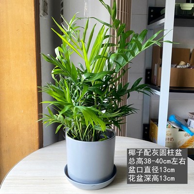 袖珍椰子小椰子树室内盆栽办公室桌面小盆景N防辐射净化空气绿植