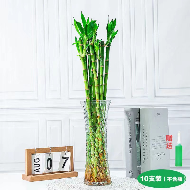 富贵竹桌面绿植水培转运竹v 植物盆栽室内 节节高 长寿竹开运竹
