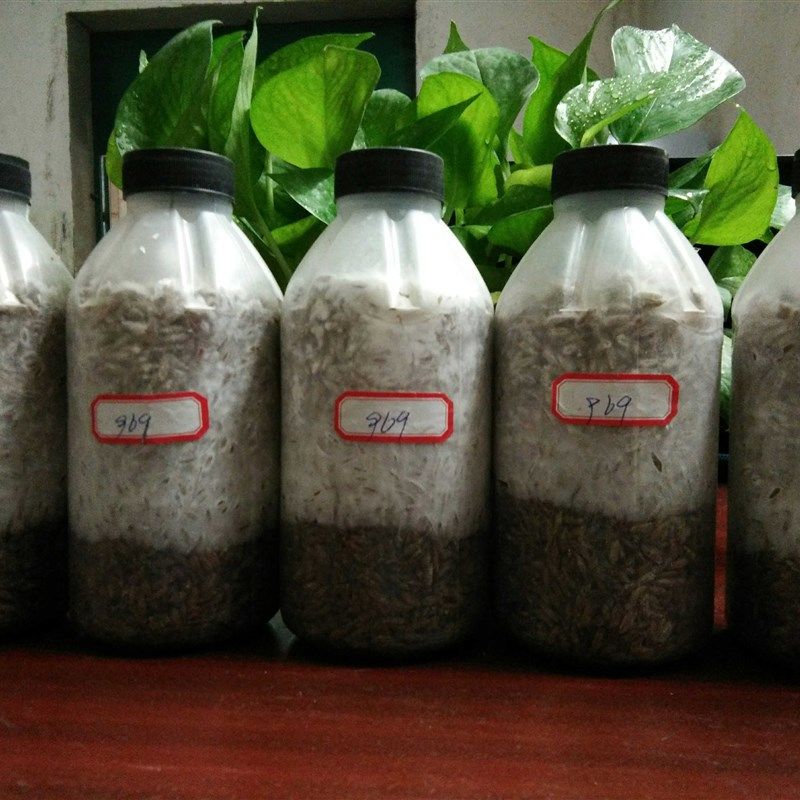 平菇菌种2级原种栽培蘑菇种秀珍菇姬菇趣味高温广温袋装5袋包邮